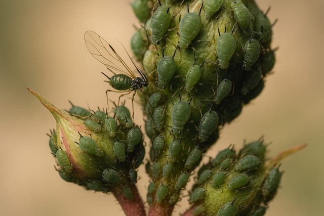 Aphids on Plants: How to Kill Them Fast (and Stop the Ants)