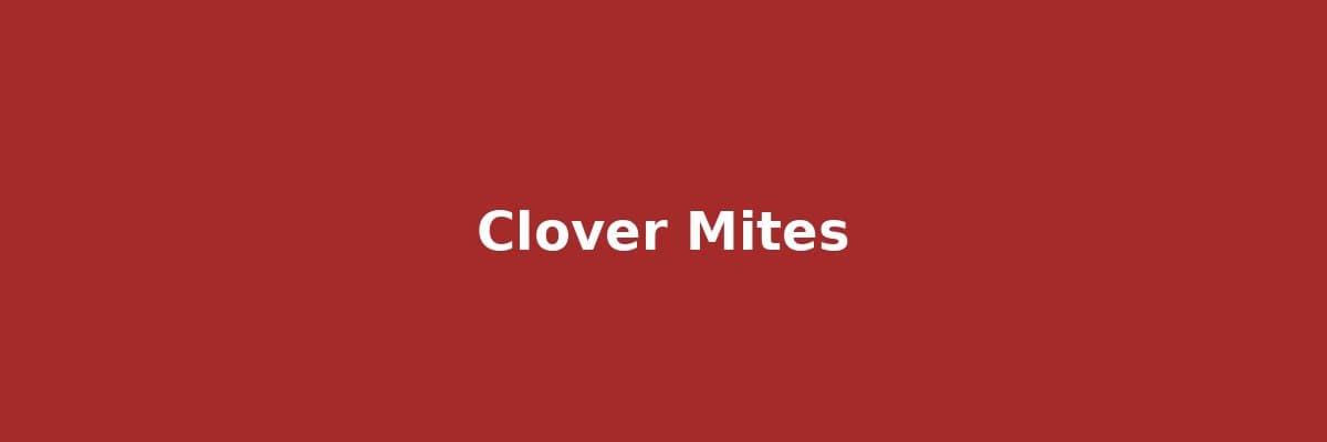 Clover Mites: The Tiny Red Invaders That Don't Bite (But DO Stain Everything They Touch)