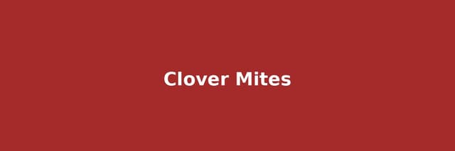 Clover Mites: The Tiny Red Invaders That Don't Bite (But DO Stain Everything They Touch)