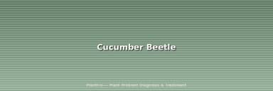 Cucumber Beetle: The Disease They Carry Is Worse Than the Damage They Do