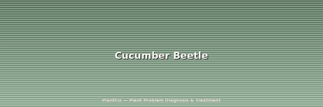 Cucumber Beetle: The Disease They Carry Is Worse Than the Damage They Do