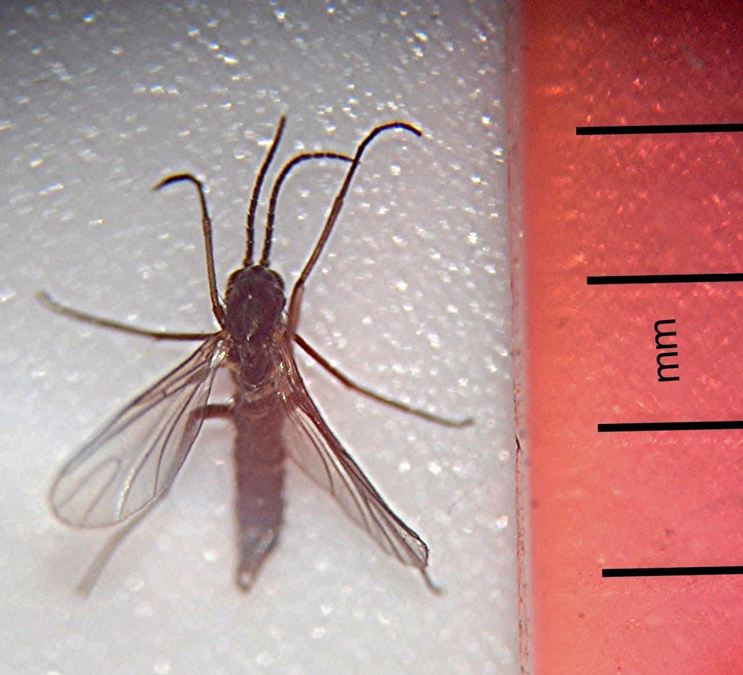 Fungus Gnats: How to Identify & Eliminate Them for Good