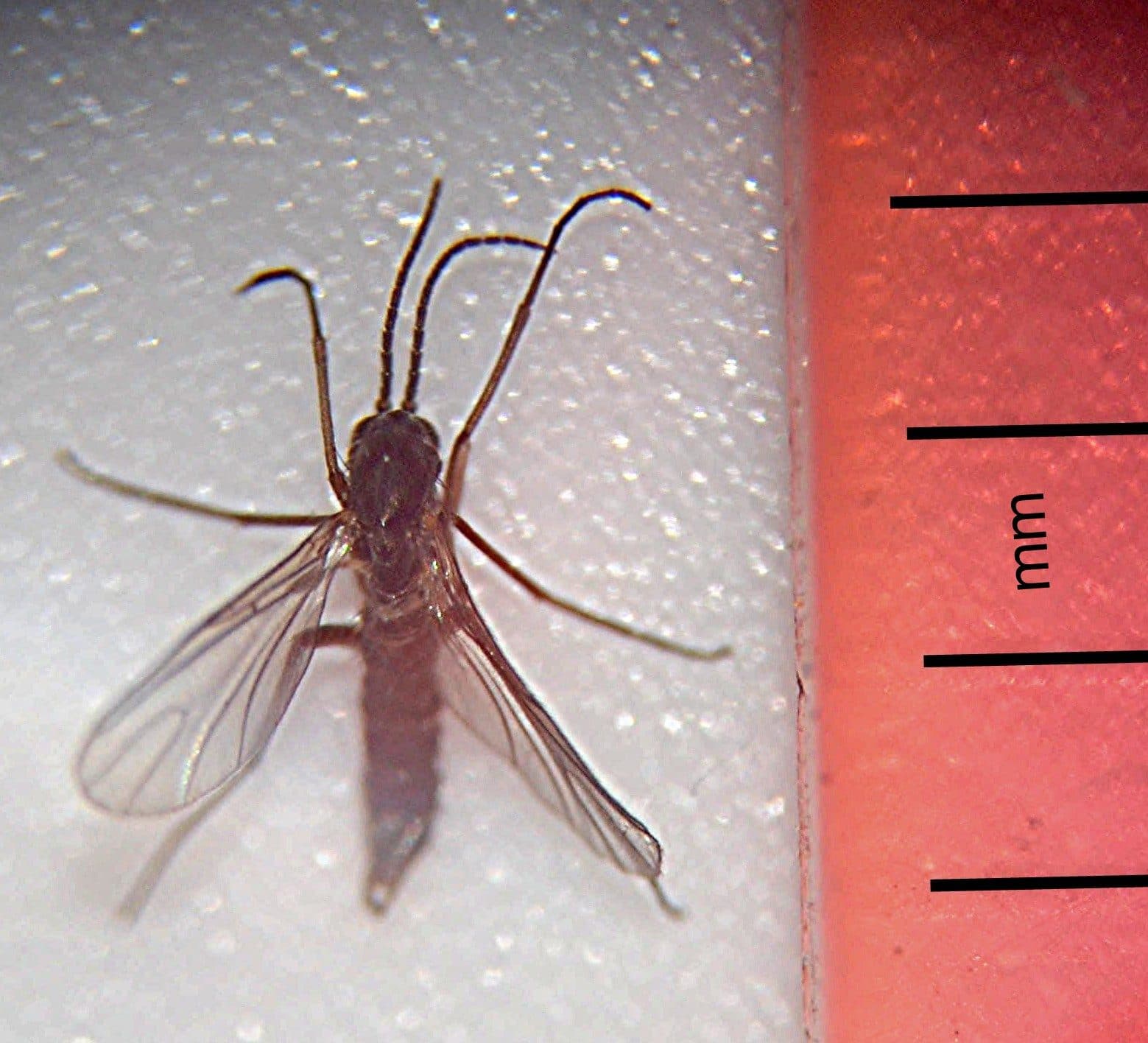Fungus Gnats: How to Identify & Eliminate Them for Good
