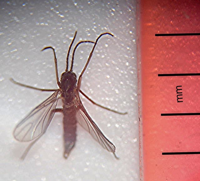 Fungus Gnats: How to Identify & Eliminate Them for Good