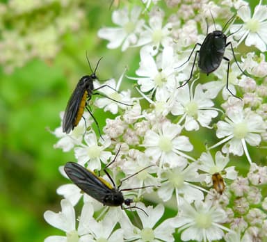 How to Get Rid of Gnats in Houseplants: 7 Proven Methods