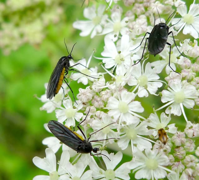 How to Get Rid of Gnats in Plants Fast: 7 Proven Methods