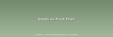 Gnats vs Fruit Flies: How to Tell the Difference in 10 Seconds