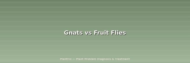 Gnats vs Fruit Flies: How to Tell the Difference in 10 Seconds