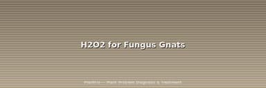 Hydrogen Peroxide for Fungus Gnats: The Exact Ratio & Why It Fails for Some People
