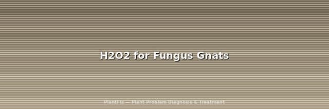 Hydrogen Peroxide for Fungus Gnats: The Exact Ratio & Why It Fails for Some People