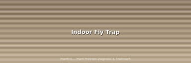 Best Indoor Fly Traps for Plant Owners (2026): What Actually Works