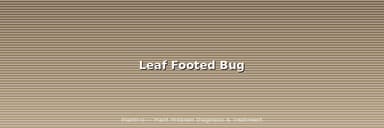 Leaf Footed Bugs: How to Identify Them (And Not Kill the Wrong Bug)