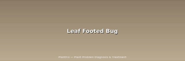 Leaf Footed Bugs: How to Identify Them (And Not Kill the Wrong Bug)
