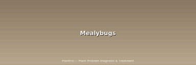 How to Get Rid of Mealybugs on Houseplants: The Complete Treatment Guide