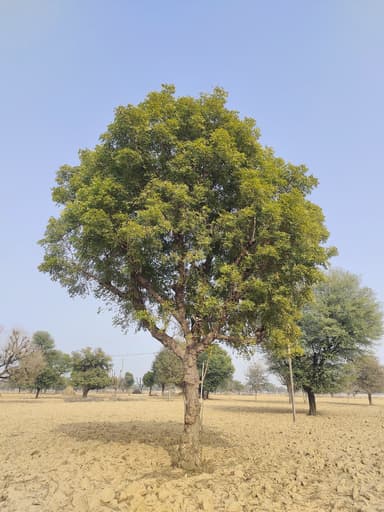 Neem Oil for Plants: Complete Guide to Using It Effectively
