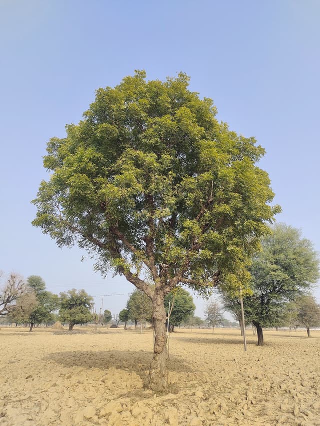 Neem Oil for Plants: Complete Guide to Using It Effectively