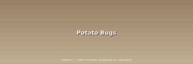 Potato Bugs: 3 Different Insects, 1 Confusing Name (ID Guide)