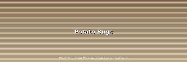 Potato Bugs: 3 Different Insects, 1 Confusing Name (ID Guide)