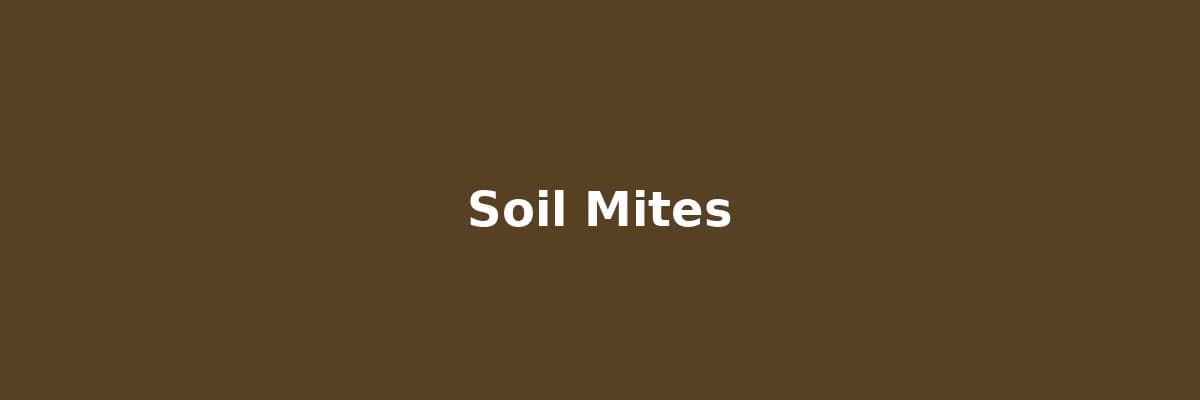 Soil Mites in Houseplants: The 4-Type ID Guide (Most Are Helping Your Plant, Not Hurting It)