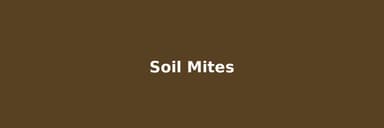Soil Mites in Houseplants: The 4-Type ID Guide (Most Are Helping Your Plant, Not Hurting It)