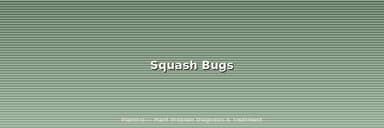 Squash Bugs: The Week-by-Week Battle Plan to Save Your Garden