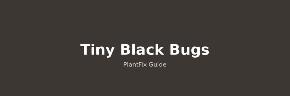 Tiny Black Bugs on Plants: Identify & Get Rid of Gnats, Thrips & More