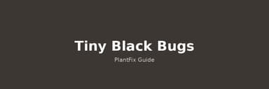 Tiny Black Bugs on Plants: Identify & Get Rid of Gnats, Thrips & More