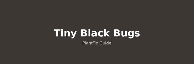 Tiny Black Bugs on Plants: Identify & Get Rid of Gnats, Thrips & More