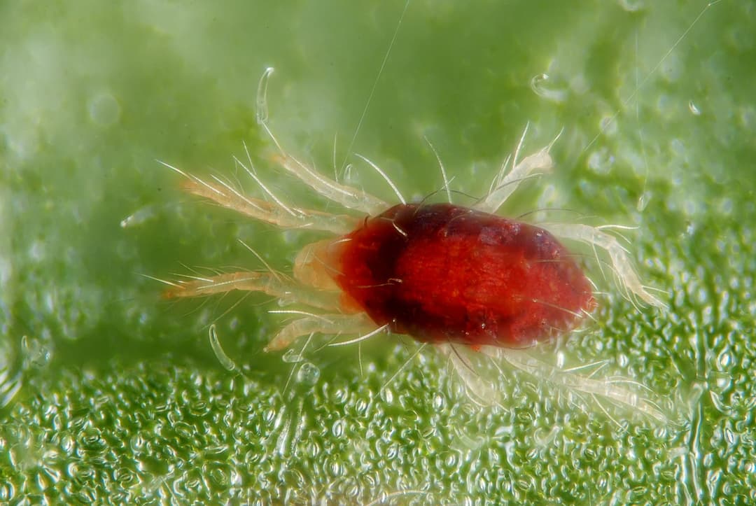 Tiny Red Bugs: Clover Mites, Spider Mites & How to ID Them