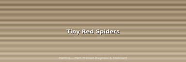 Tiny Red Spiders: Clover Mites vs Spider Mites vs Red Velvet Mites (ID Guide)