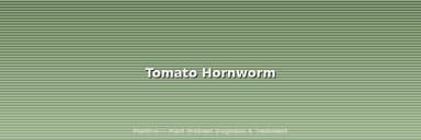 Tomato Hornworm: Don't Kill It If You See White Cocoons (ID & Treatment Guide)
