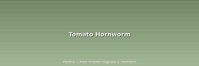 Tomato Hornworm: Don't Kill It If You See White Cocoons (ID & Treatment Guide)