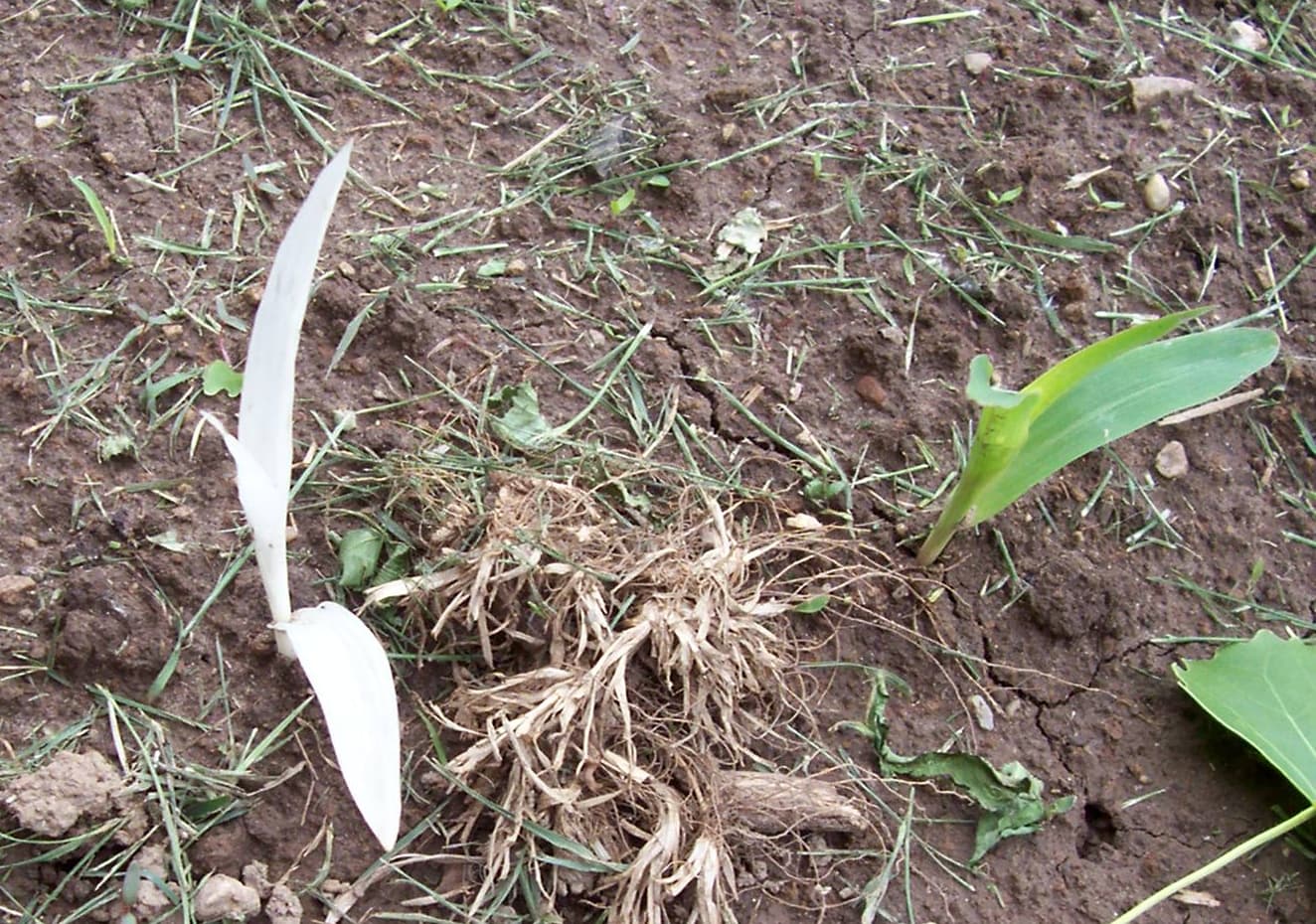 Yellow Leaves on Plants: Every Cause & How to Fix It