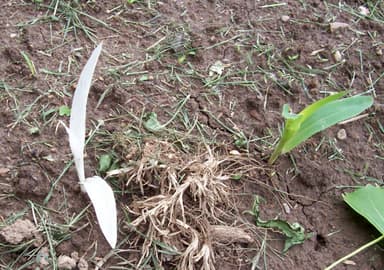 Yellow Leaves on Plants: Every Cause & How to Fix It