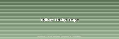 Yellow Sticky Traps for Fungus Gnats: Best Picks, Placement, and Pro Tips