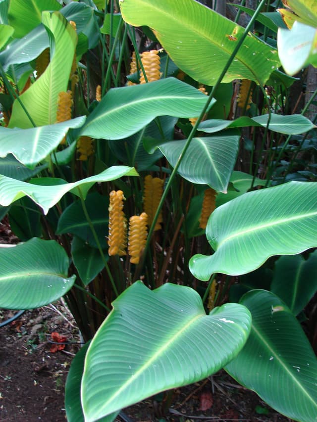 Calathea