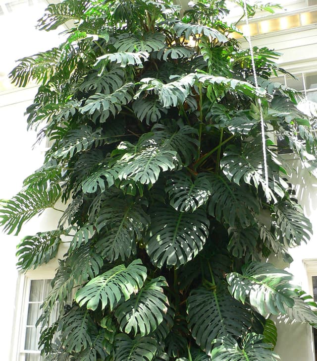 Monstera