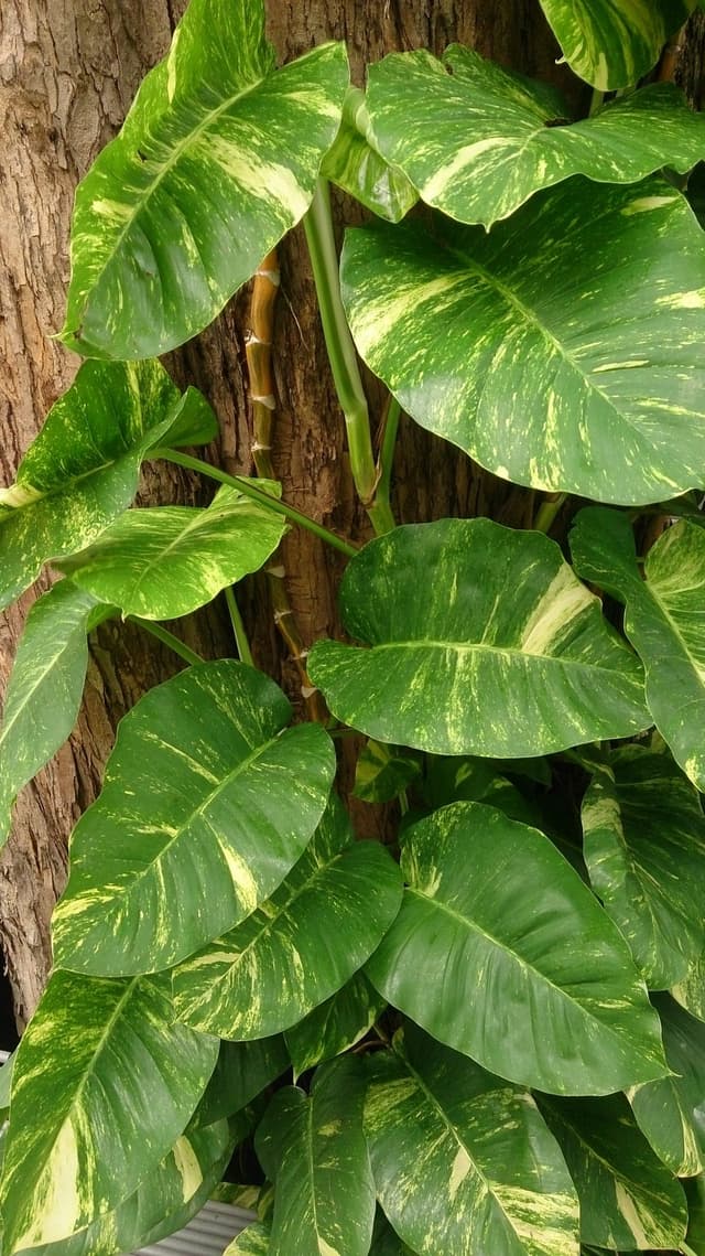 Pothos