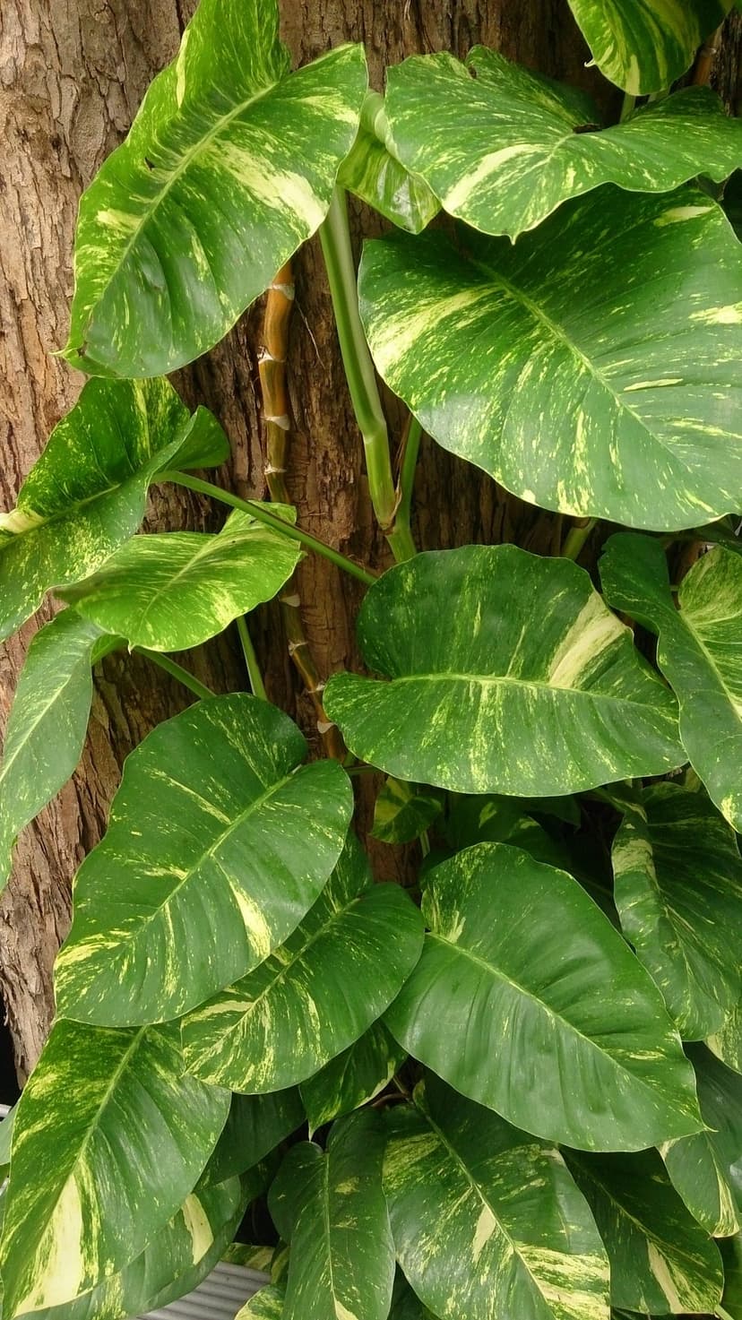 Pothos
