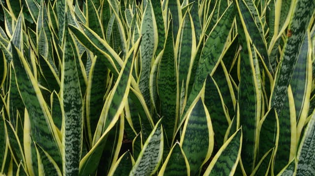 Snake Plant